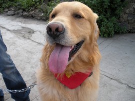 Lucas